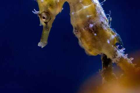 SEA LIFE Sydney Aquarium Entrance Ticket - Accommodation Sunshine Coast 27