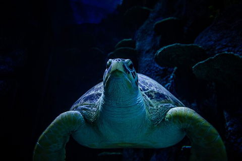 SEA LIFE Sydney Aquarium Entrance Ticket - Accommodation Sunshine Coast 33