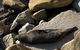 The Eurobodalla Experience (Full Day Private Tour Including Lunch) - thumb 8