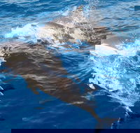 Port Stephens Day Tour From Sydney Including 4WD Sandboarding and Dolphins - Accommodation Sunshine Coast