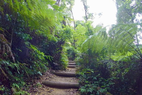 Byron Bay Surfing Lesson And Mount Warning Sunrise Climb Including Overnight Camping And BBQ Dinner - Accommodation Sunshine Coast 8