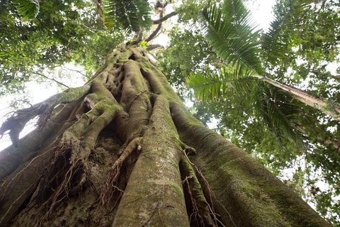 Byron Bay Combo: Hinterland Tour Including Minyon Falls And Kayaking With Dolphins - Accommodation Sunshine Coast 13