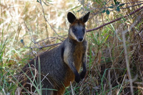 Byron Bay Combo: Hinterland Tour Including Minyon Falls And Kayaking With Dolphins - Accommodation Sunshine Coast 10