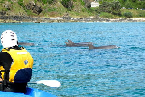 Byron Bay Combo: Hinterland Tour Including Minyon Falls And Kayaking With Dolphins - Accommodation Sunshine Coast 12
