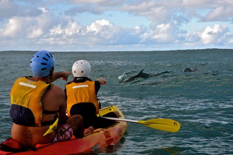 Byron Bay Combo: Hinterland Tour Including Minyon Falls And Kayaking With Dolphins - Accommodation Sunshine Coast 18