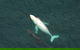 Coffs Harbour Whale Watch Experience - thumb 1