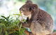 Blue Mountains Private Tour With Kangaroos & Koala Encounter - thumb 7