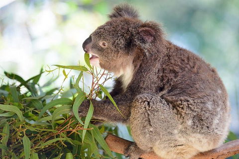 Blue Mountains Private Tour With Kangaroos & Koala Encounter - Accommodation Sunshine Coast 7