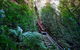 Blue Mountains Private Tour With Kangaroos & Koala Encounter - thumb 12