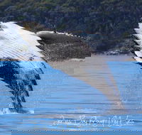 Whale Watching Jervis Bay - Accommodation Sunshine Coast