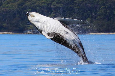Whale Watching Jervis Bay - Accommodation Sunshine Coast 0