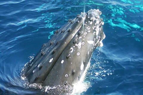 Whale Watching Jervis Bay - Accommodation Sunshine Coast 3
