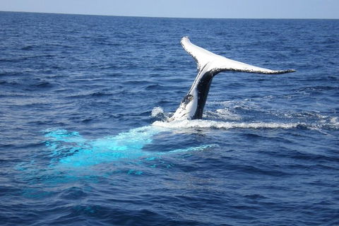 Whale Watching Jervis Bay - Accommodation Sunshine Coast 7