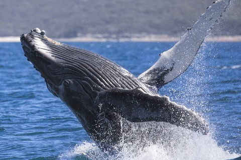Whale Watching Jervis Bay - Accommodation Sunshine Coast 2