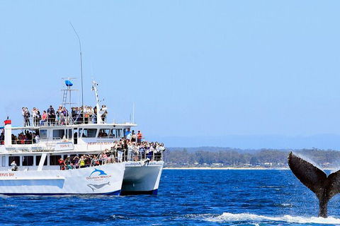 Whale Watching Jervis Bay - Accommodation Sunshine Coast 6