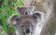 Byron Bay Wildlife Safari - thumb 0