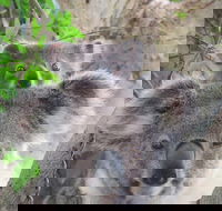 Byron Bay Wildlife Safari - Accommodation Sunshine Coast