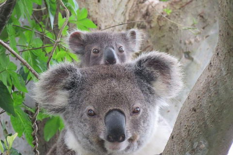 Byron Bay Wildlife Safari - Accommodation Sunshine Coast 0