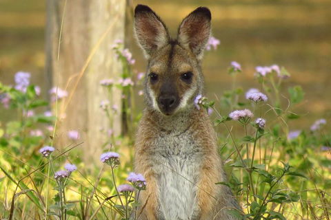 Byron Bay Wildlife Safari - Accommodation Sunshine Coast 4
