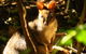 Byron Bay Wildlife Safari - thumb 3