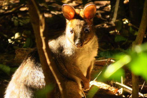 Byron Bay Wildlife Safari - Accommodation Sunshine Coast 3
