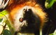 Byron Bay Wildlife Safari - thumb 9