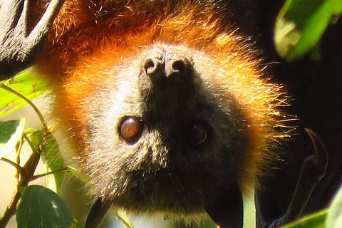 Byron Bay Wildlife Safari - Accommodation Sunshine Coast 9