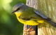 Byron Bay Wildlife Safari - thumb 6