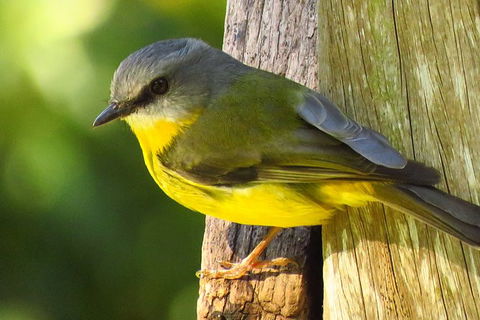 Byron Bay Wildlife Safari - Accommodation Sunshine Coast 6