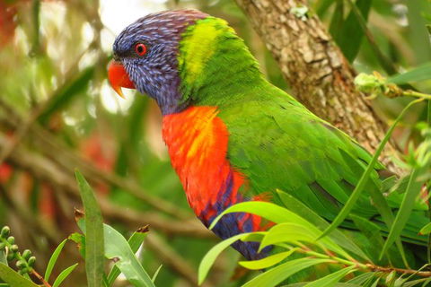 Byron Bay Wildlife Safari - Accommodation Sunshine Coast 7