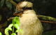 Byron Bay Wildlife Safari - thumb 5