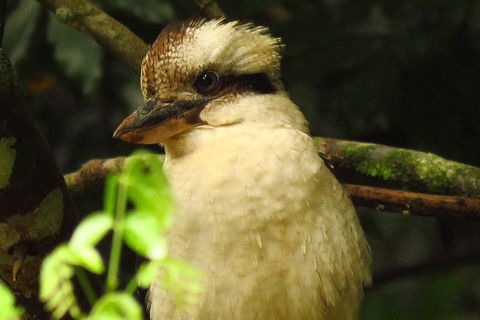 Byron Bay Wildlife Safari - Accommodation Sunshine Coast 5