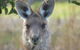 Byron Bay Wildlife Safari - thumb 11