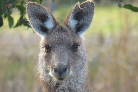 Byron Bay Wildlife Safari - Accommodation Sunshine Coast 11
