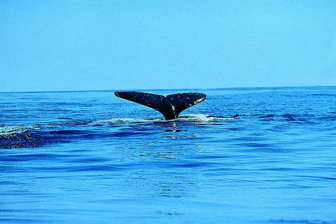 Whale Watching By Sea Kayak In Batemans Bay - Accommodation Sunshine Coast 1