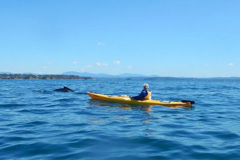 Whale Watching By Sea Kayak In Batemans Bay - Accommodation Sunshine Coast 2