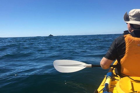 Whale Watching By Sea Kayak In Batemans Bay - Accommodation Sunshine Coast 7