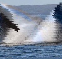 Jervis Bay Whale Watching Tour - Accommodation Sunshine Coast