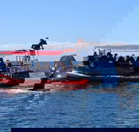 Byron Bay Whale Watching Cruise - Accommodation Sunshine Coast