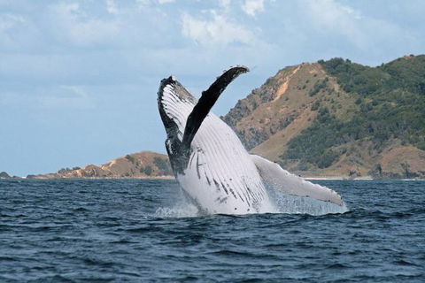 Byron Bay Whale Watching Cruise - Accommodation Sunshine Coast 1