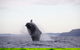 Byron Bay Whale Watching Cruise - thumb 9