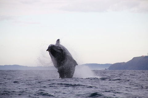 Byron Bay Whale Watching Cruise - Accommodation Sunshine Coast 9