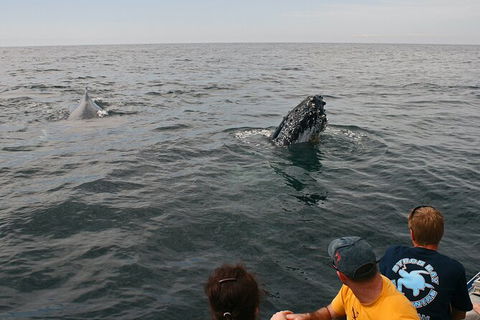 Byron Bay Whale Watching Cruise - Accommodation Sunshine Coast 12