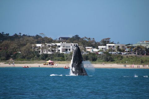 Byron Bay Whale Watching Cruise - Accommodation Sunshine Coast 11