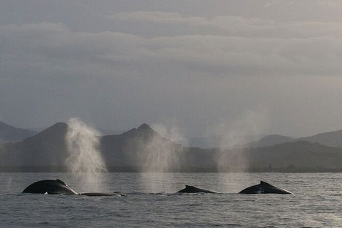 Byron Bay Whale Watching Cruise - Accommodation Sunshine Coast 6