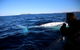 Byron Bay Whale Watching Cruise - thumb 8