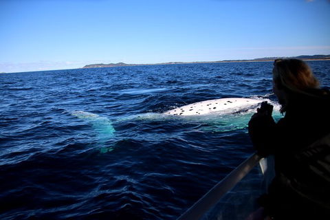 Byron Bay Whale Watching Cruise - Accommodation Sunshine Coast 8