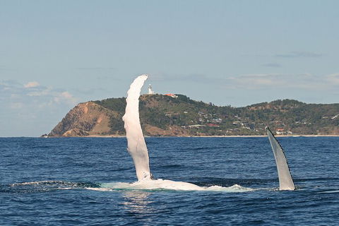 Byron Bay Whale Watching Cruise - Accommodation Sunshine Coast 4