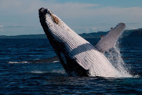 Byron Bay Whale Watching Cruise - Accommodation Sunshine Coast 5