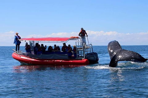 Byron Bay Whale Watching Cruise - Accommodation Sunshine Coast 2